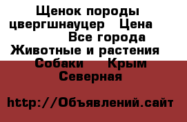 Щенок породы  цвергшнауцер › Цена ­ 30 000 - Все города Животные и растения » Собаки   . Крым,Северная